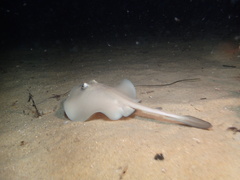 Trygonoptera personata