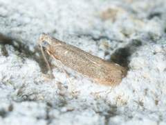 Tischeria
