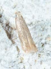 Tischeria
