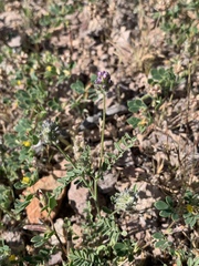 Astragalus didymocarpus