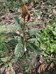 Roupala monosperma