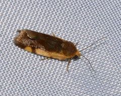 Acontia thapsina