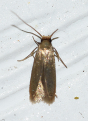 Phaeoses sabinella