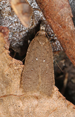 Dichomeris ventrellus