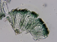 Mycoblastus sanguinarius