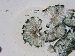 Mycoblastus sanguinarius