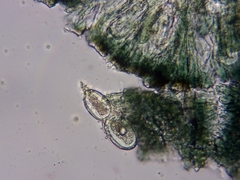 Mycoblastus sanguinarius