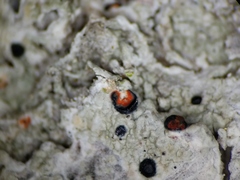 Mycoblastus sanguinarius