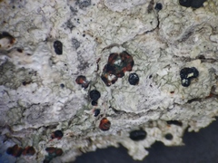 Mycoblastus sanguinarius