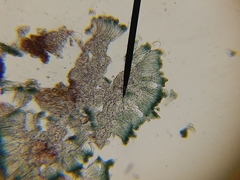 Mycoblastus sanguinarius