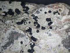 Mycoblastus sanguinarius