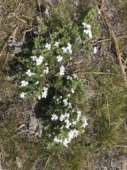 Phlox hoodii