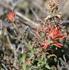 Castilleja montigena