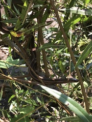 Thamnophis brachystoma