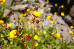 Calceolaria filicaulis luxurians