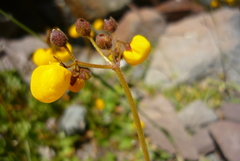 Calceolaria filicaulis luxurians