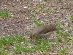 Catharus ustulatus