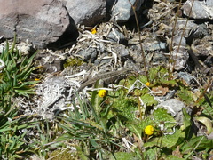 Liolaemus moradoensis