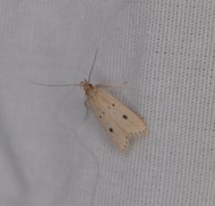 Helcystogramma melanocarpa