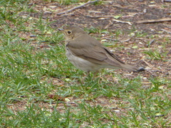 Catharus ustulatus