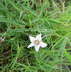Convolvulus sagittatus