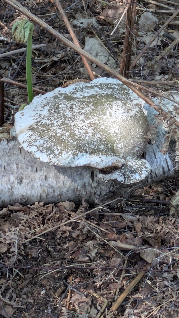 Fomitopsis betulina · May 2026 · photo: © guywallbanks (iNaturalist, cc-by)