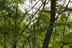 Coccyzus longirostris