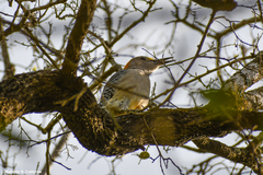 Melanerpes aurifrons