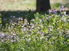 Orychophragmus violaceus