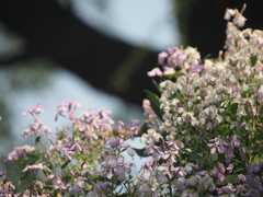 Orychophragmus violaceus