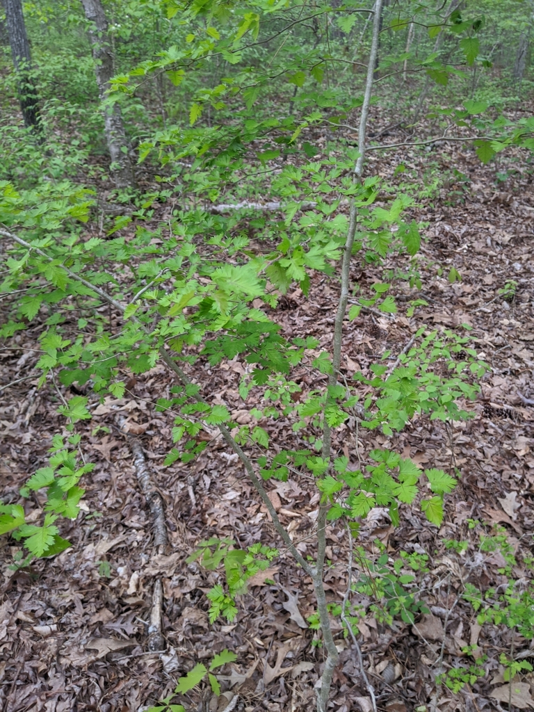 parsley hawthorn from Chapel Hill, NC 27517, USA on April 06, 2020 at