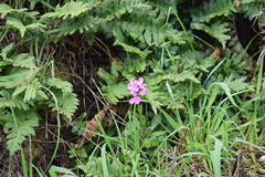 Arabis blepharophylla