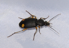 Chlaenius flaviguttatus