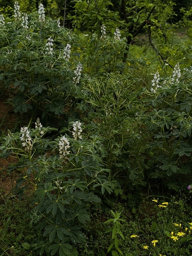 Lupinus albus, photograph 1