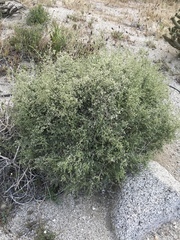 Galium stellatum eremicum