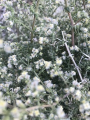 Galium stellatum eremicum