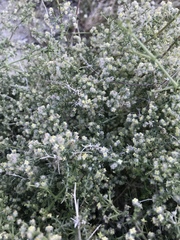 Galium stellatum eremicum