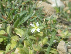 Cerastium siculum