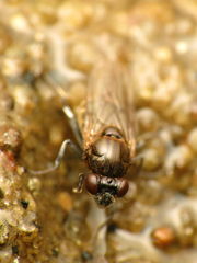 Parydra quadrituberculata