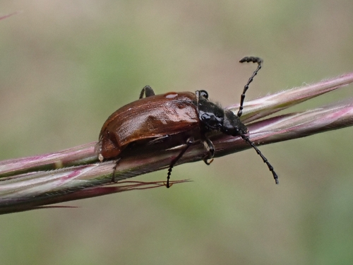 Omophlus pubescens