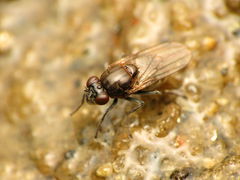 Parydra quadrituberculata