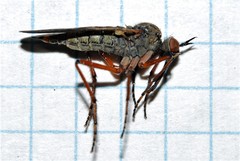 Empis tessellata