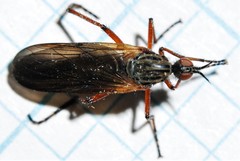 Empis tessellata