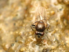 Parydra quadrituberculata