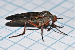 Empis tessellata