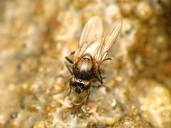 Parydra quadrituberculata