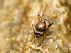 Parydra quadrituberculata