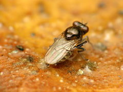 Parydra quadrituberculata