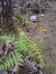 Pteridium revolutum
