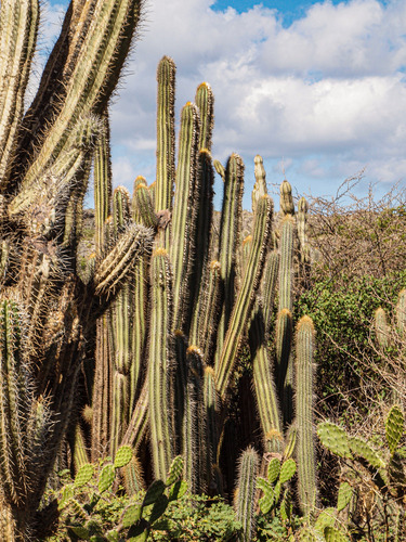 Pilosocereus lanuginosus, photograph 4